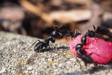 Se débarrasser des fourmis : le guide