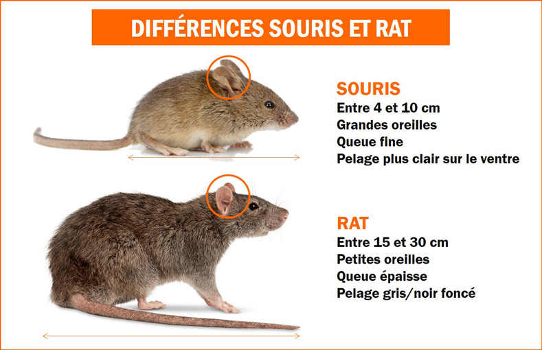 Comment Se Debarrasser Des Rats Et Des Souris