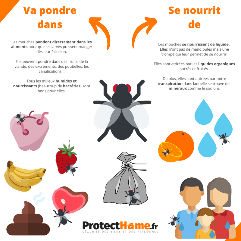 Ventilateur anti mouche et anti guêpe protection nourriture
